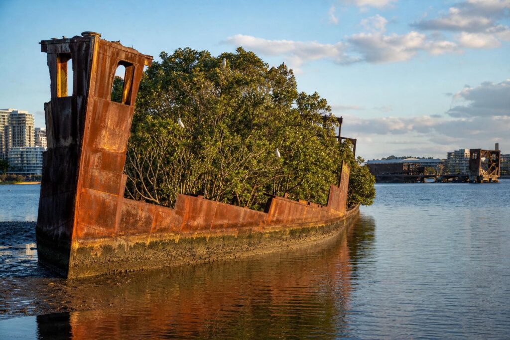 À Sydney, ce navire de 1 140 tonnes attend depuis 1972 : ses flancs abritent aujourd’hui bien plus que de la rouille