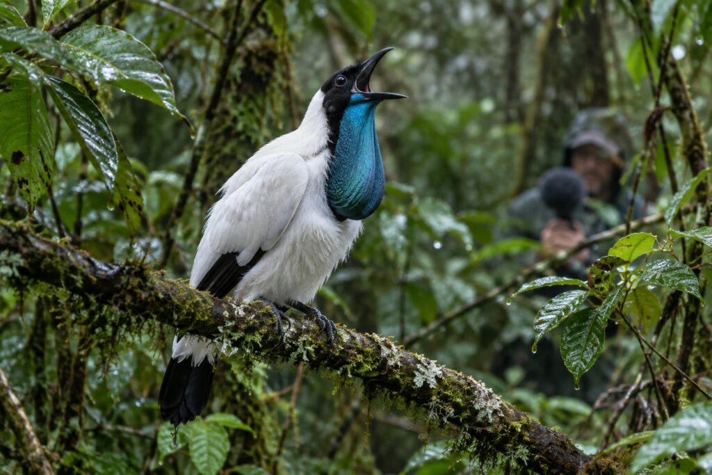 Ces oiseaux crient aussi fort qu’un marteau-piqueur : leur chant dépasse les 120 décibels