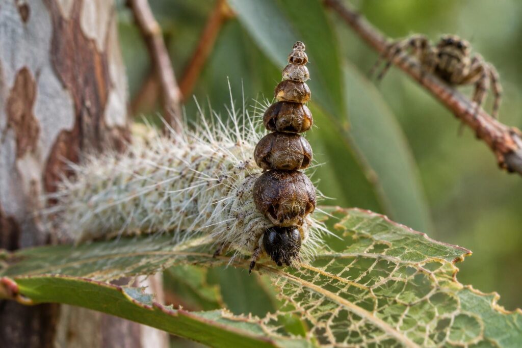 Cette chenille empile ses anciennes têtes sur son crâne : voici à quoi sert cette étrange tour