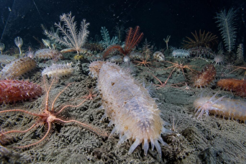 Des explorateurs descendent à six miles dans l’abîme le plus profond du Japon, puis 29 556 organismes étranges surgissent de l’obscurité