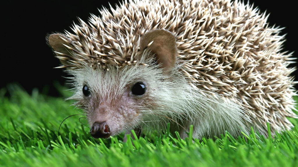 Il ne ratisse plus une bande de 3 mètres le long de sa haie : au premier hiver, le résultat est bluffant, et ce n’est pas la mousse