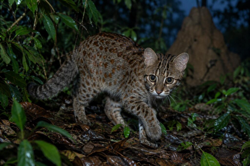 Le chat à taches de rouille est le plus petit félin du monde, mais les scientifiques le connaissent mal : il n’en resterait qu’environ 10 000 dans des zones reculées d’Inde, du Sri Lanka et du Népal.