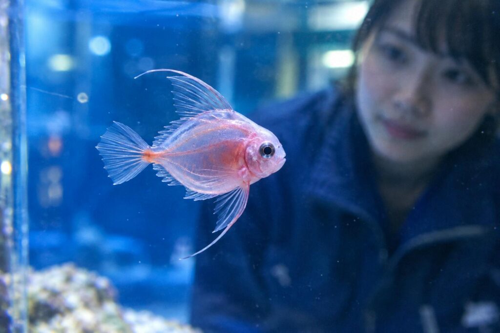 Le Maguma-Kusauo est visible vivant pour la première fois dans un aquarium japonais