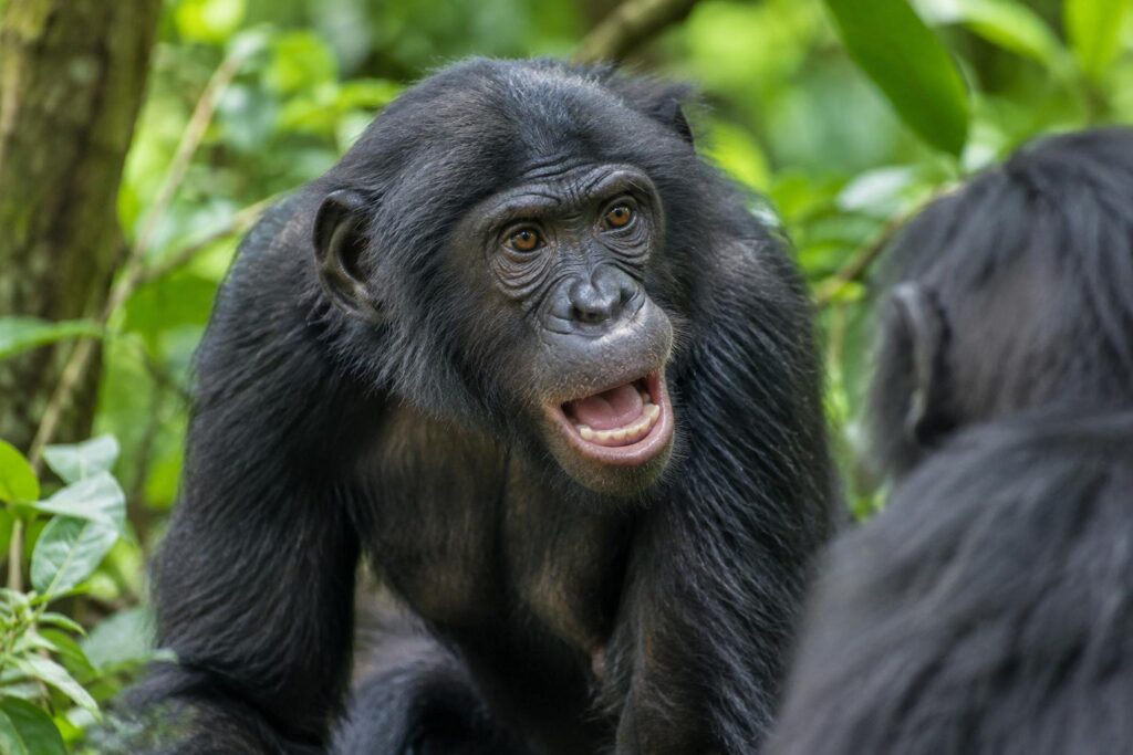 Les bonobos combinent leurs cris comme nous formons des phrases : la grammaire n’est plus le propre de l’humain