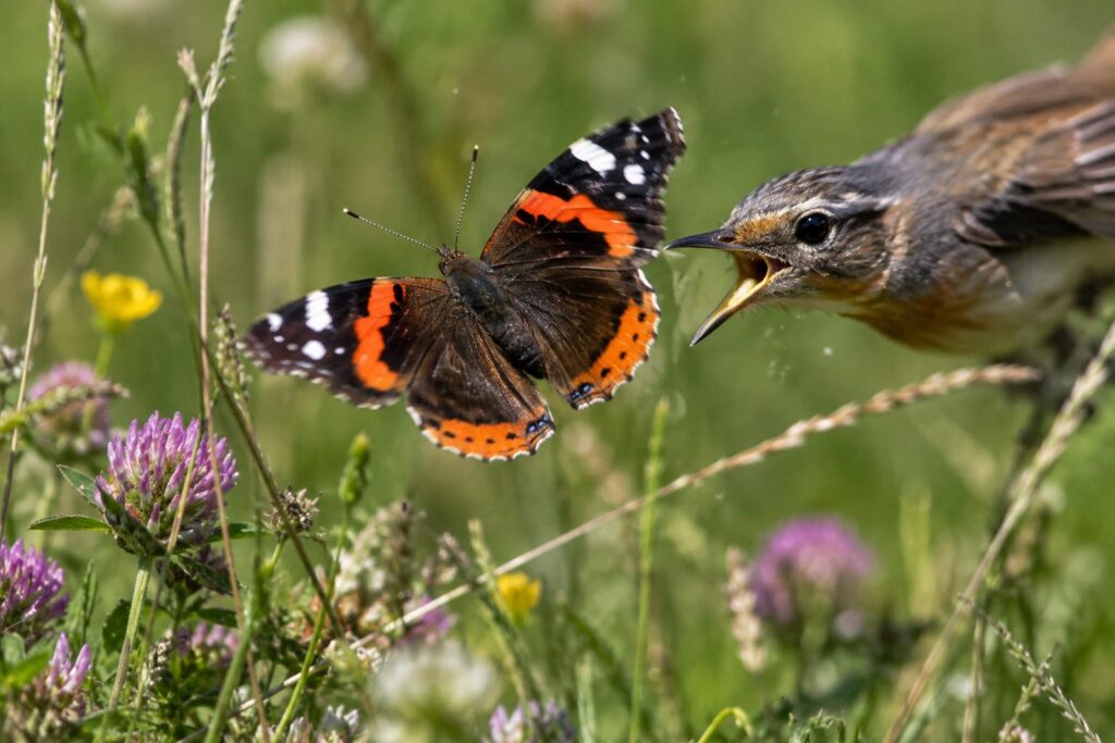 Les papillons trompent les oiseaux en plein vol : ce sont les motifs de leurs ailes qui font rater les prédateurs