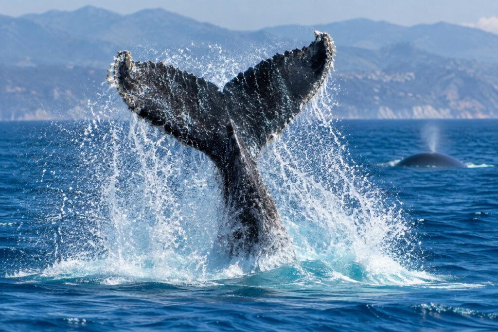 Pourquoi les baleines frappent-elles l’eau avec leur queue : ce comportement s’appelle le lobtailing et voici ce qu’il signifie