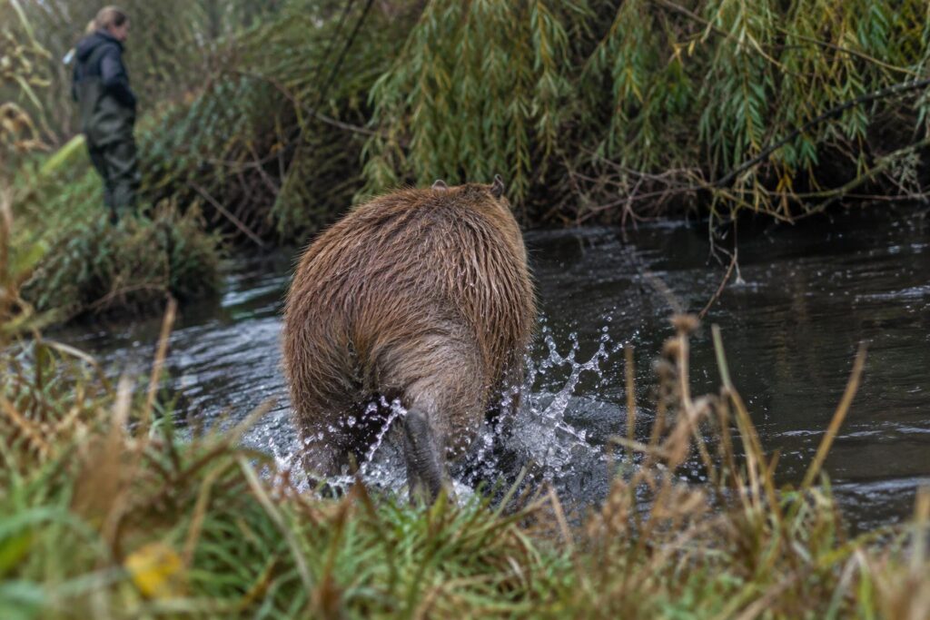 Six mois de cavale pour Samba, le capybara évadé d’un zoo : « J’ai juste vu ce derrière brun et poilu disparaître »